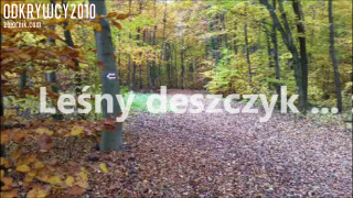 Leśny deszcz ...