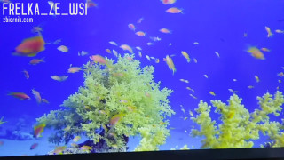 VID_20190621_194528.mp4