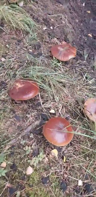 FB_VID_7094991360867552580.mp4