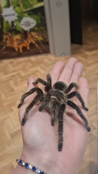 LiLisicaTaPrawdziwa