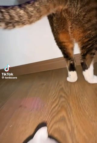 Milanami