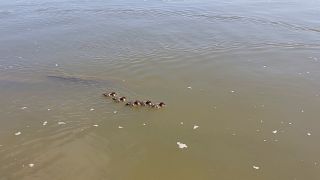20260602_092540.mp4